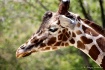 Mr Longneck