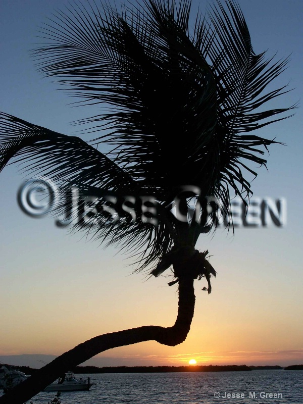 Palm Tree In Islamorada 