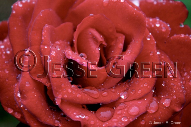 Water Drop Rose