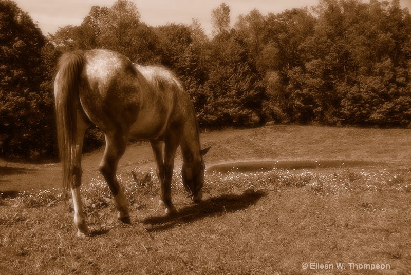 Horse Country_Poco