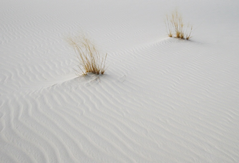 Marching in the Sand II - ID: 8410584 © Patricia A. Casey