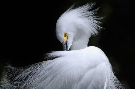 Magnificent Snowy Egret
