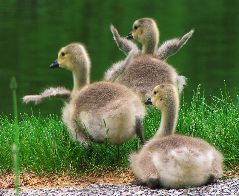 Orville, Wilbur and the Smart One