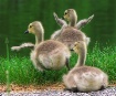 Orville, Wilbur a...