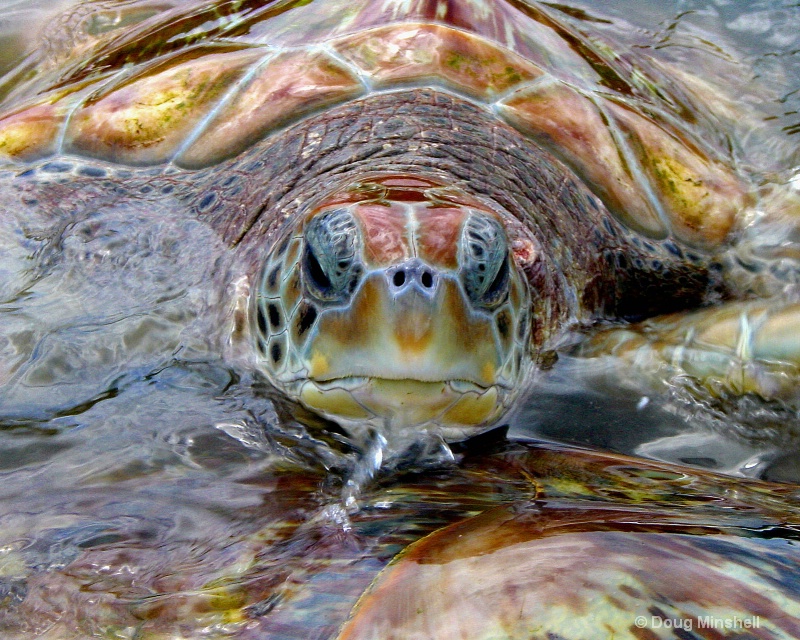 Green Sea Turtle - ID: 8411420 © Douglas R. Minshell