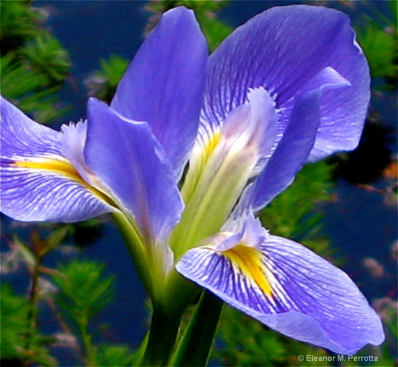 "Blue Iris"