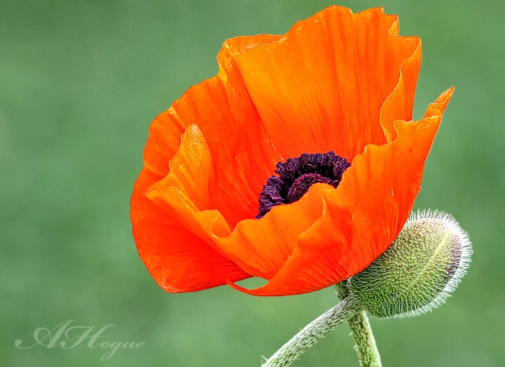 Papaver
