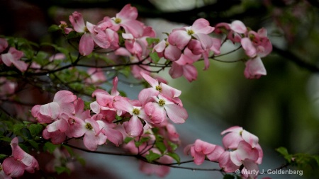 pink doogwood in bloom 