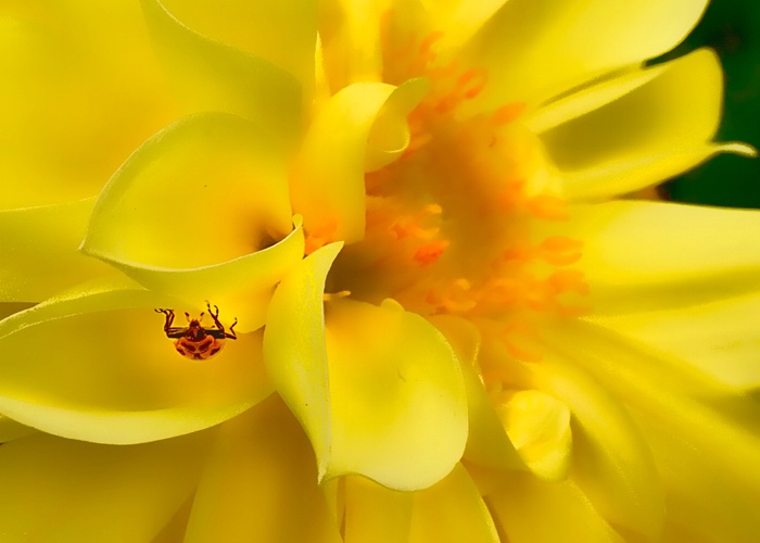 Ladybug on Yellow Flower
