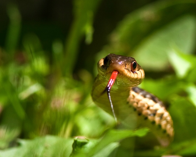 Slithering
