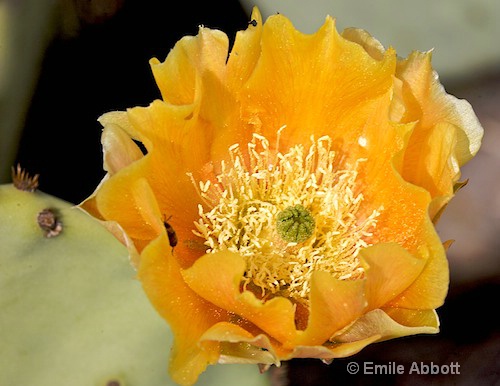 Prickly Pear Bloom - ID: 8415017 © Emile Abbott