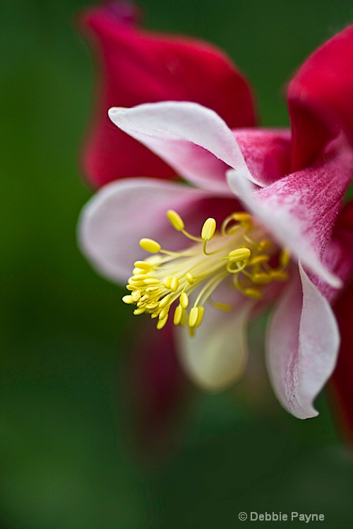 A COLUMBINE OF A DIFFERENT COLOR