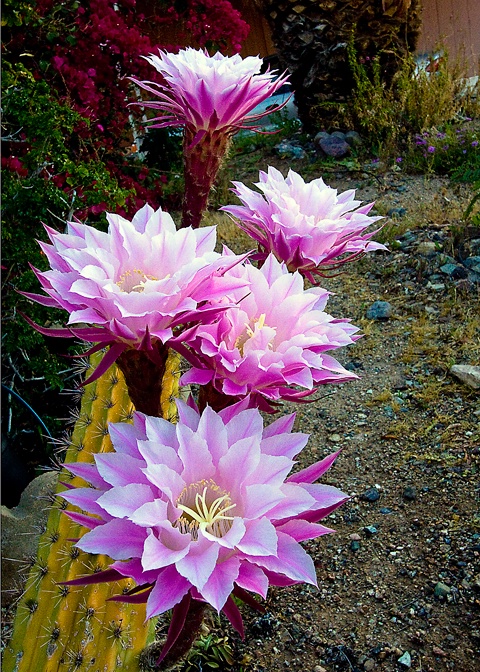 Tourch Cacti Flower Array