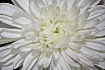 White Chrysanthem...