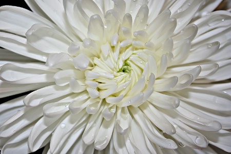 White Chrysanthemum