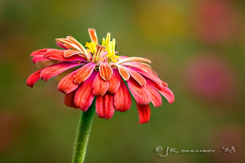 Zinnia