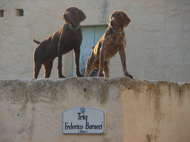 Terrace guards @ sunset