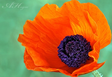 Papaver #2