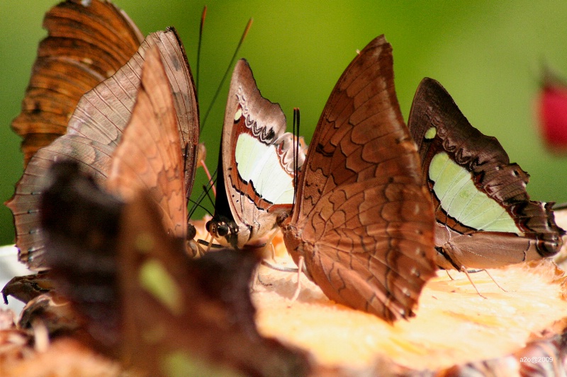 Mariposa