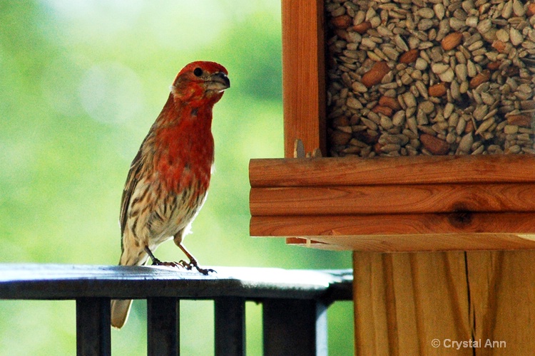 RED HOUSE FINCH 1286