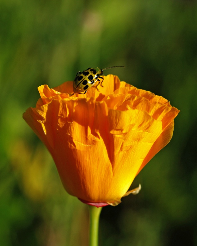 Poppy & Lady Beetle