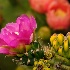 2Cholla - ID: 8420792 © Sherry Karr Adkins