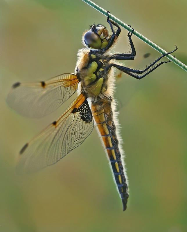 Dragonfly in the Evening