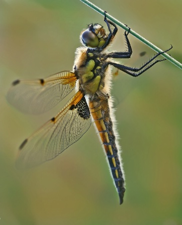Dragonfly in the Evening