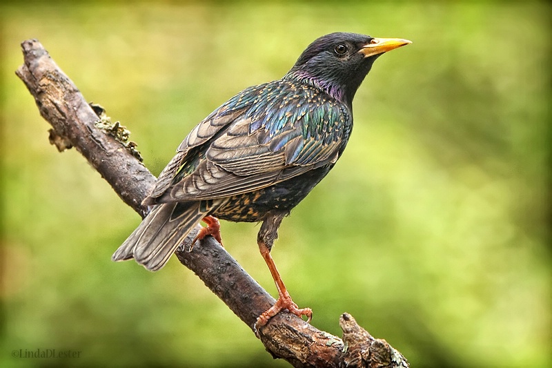 European Starling