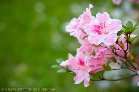 Azalea Blooms