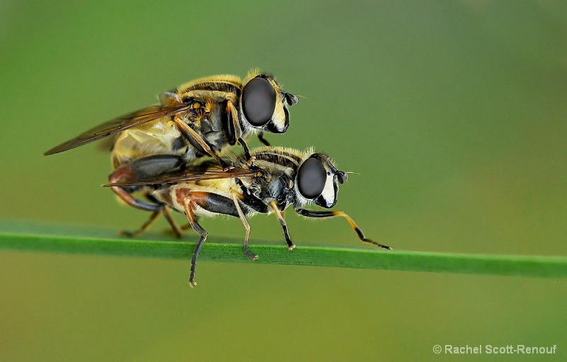 Flys mating