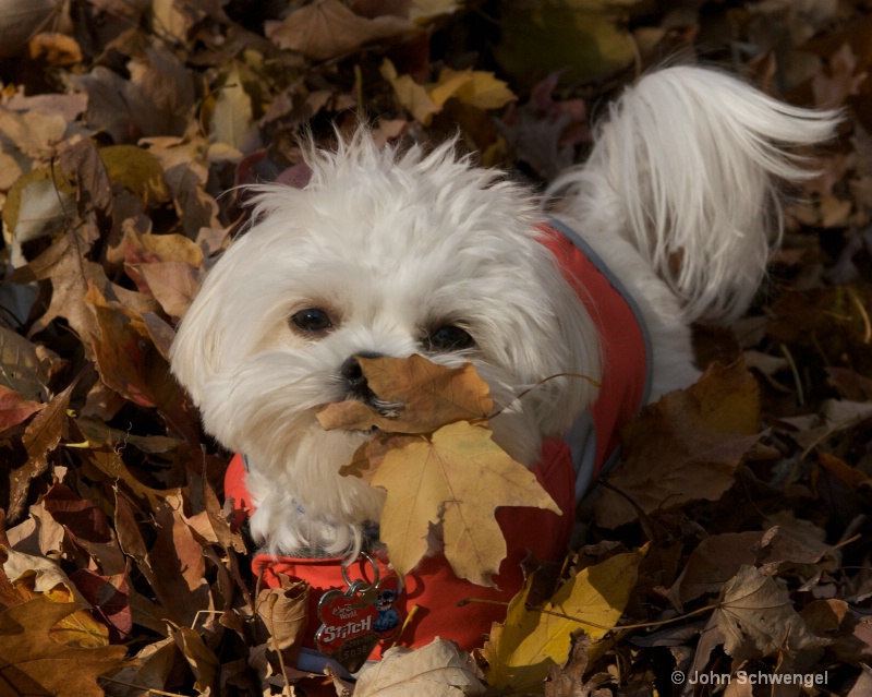 chase in the leaf pile