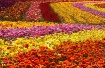 Blooming Rows of ...