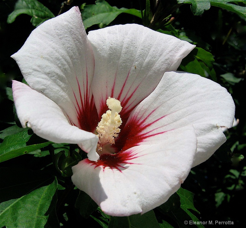 "Rose Of Sharon"