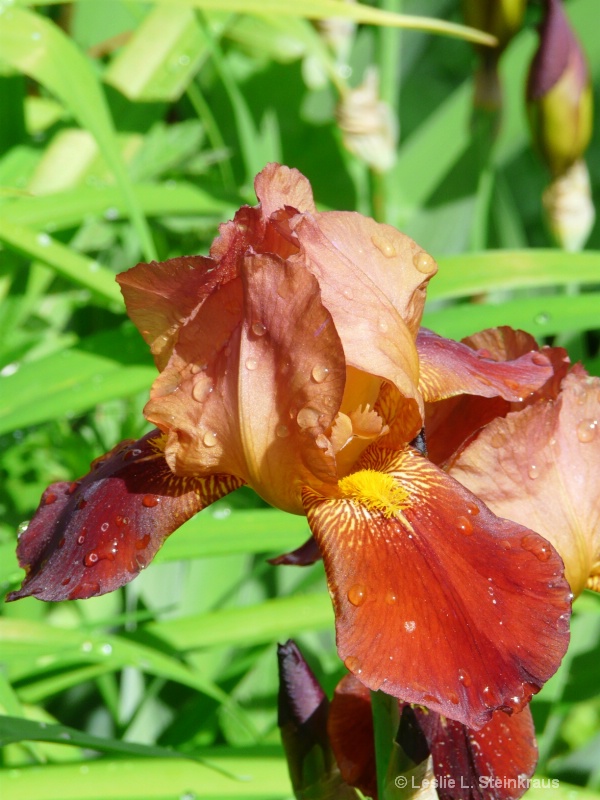 One Singular Iris.......