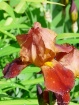 One Singular Iris...