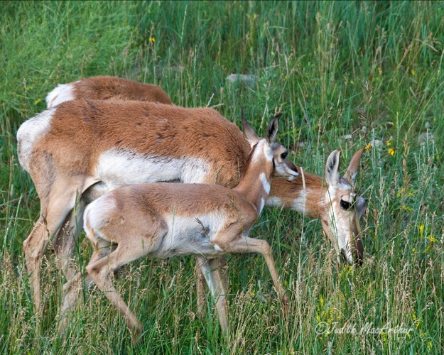 Mother Pronghorn and Twins