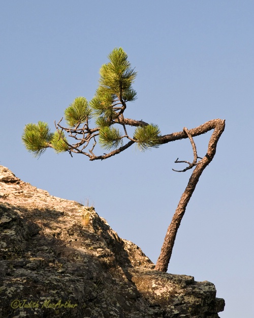 Pine on a Rock