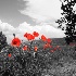 © David E. Fitzpatrick PhotoID# 8427507: red poppies