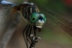 Bug Eating Bug