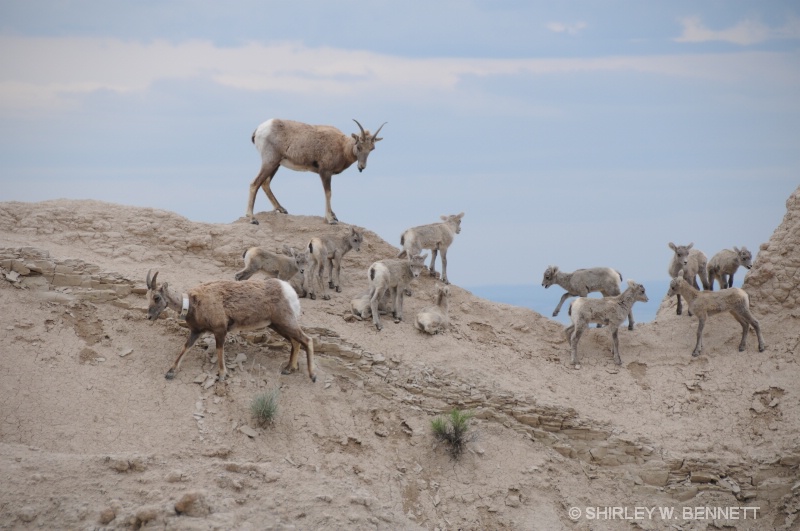 HIGH ON A HILL TOP - ID: 8430984 © SHIRLEY MARGUERITE W. BENNETT