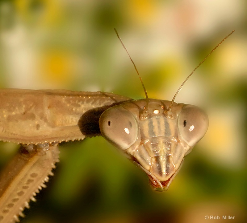 Hungry Mantis - ID: 8431207 © Bob Miller