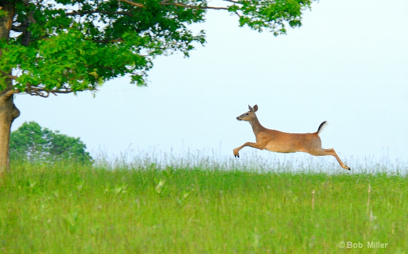 Running Deer - ID: 8431605 © Bob Miller