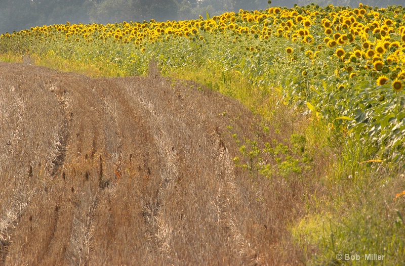 Field of Sunflowers- Sudlersville Md. - ID: 8431650 © Bob Miller