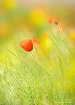 Papaver rhoeas L.