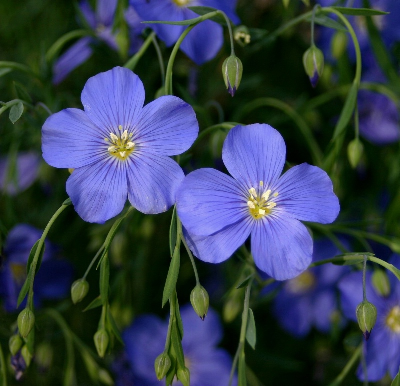 Blue Flax