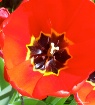 Tulip Center
