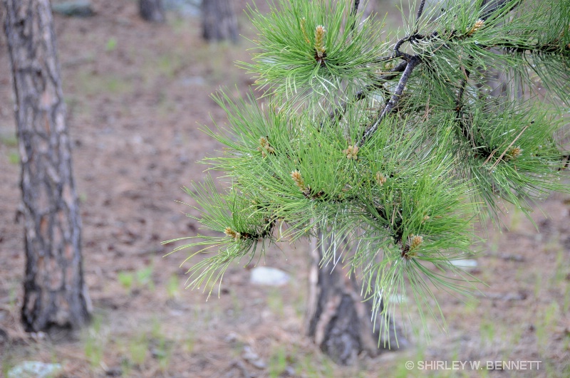 RAIN-DRENCHED PINE TWIG MOUNT RUSHMORE - ID: 8437702 © SHIRLEY MARGUERITE W. BENNETT
