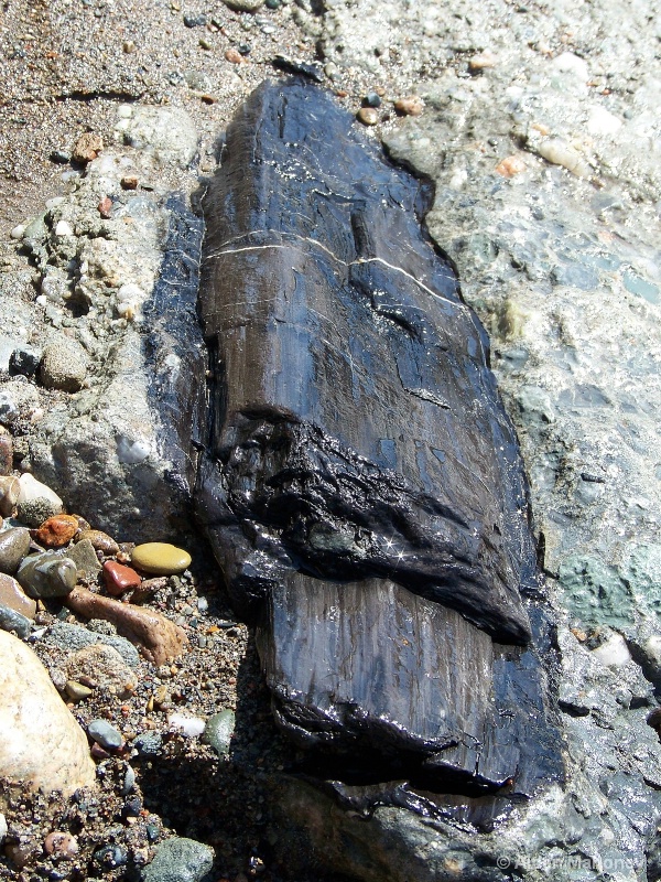 Petrified Tree encased in Rock