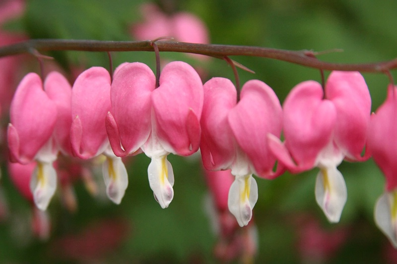 A Row of Hearts